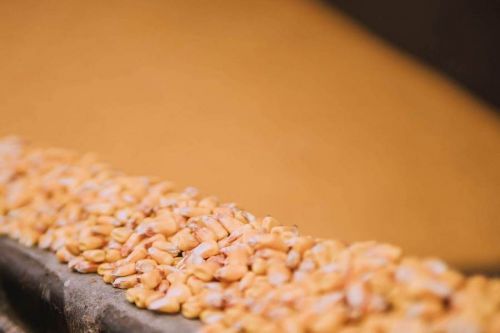 Как уменьшают дробление кукурузы на элеваторах