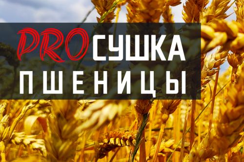 Как сушить пшеницу